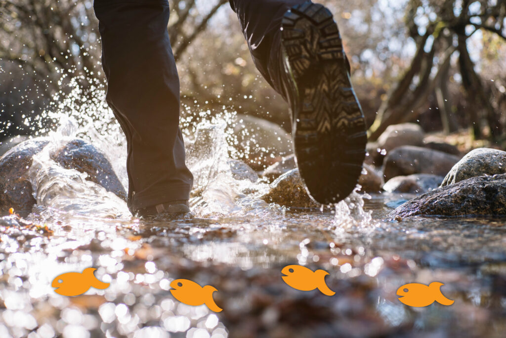 Hiking boot splashing through a stream with small orange goldfish below