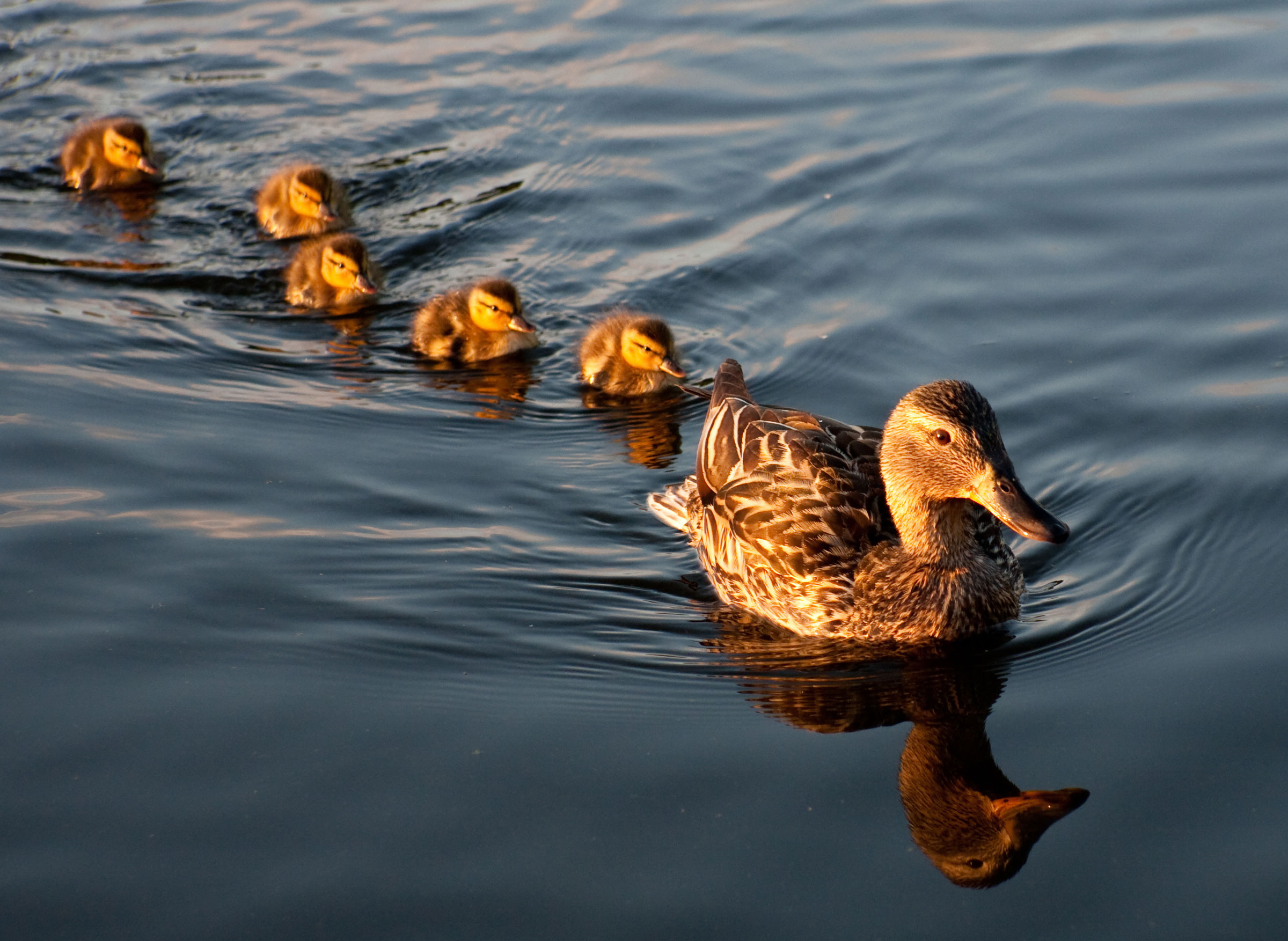 A row of rubber ducks, representing assets lined up