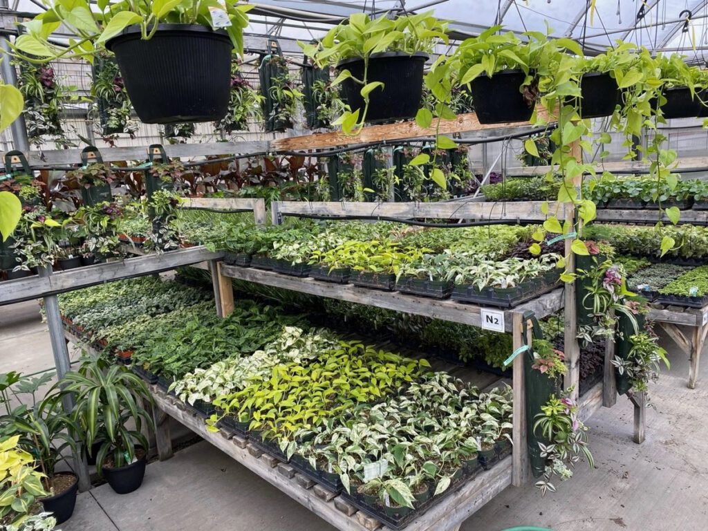 Rows of hanging and potted plants on benches in The Greenery greenhouse